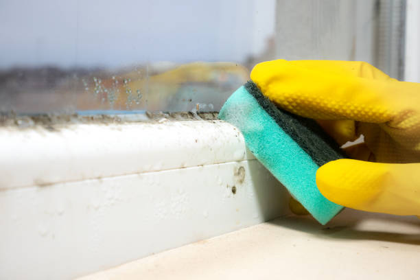 Best Mold Testing  in Lynwood, CA