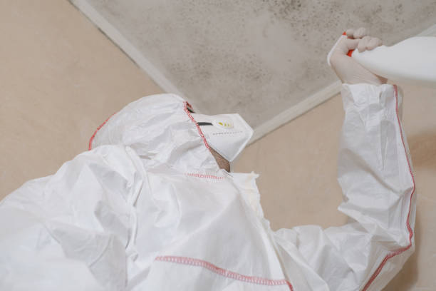 Mold Removal Process in Lynwood, CA