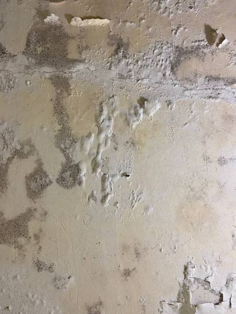Best Attic Mold Removal  in Lynwood, CA