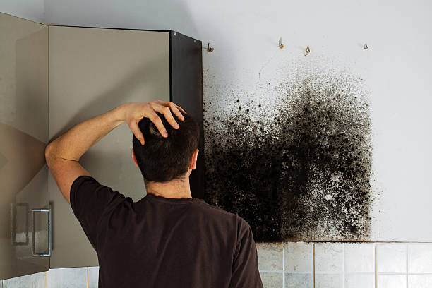 Best Emergency Mold Removal  in Lynwood, CA