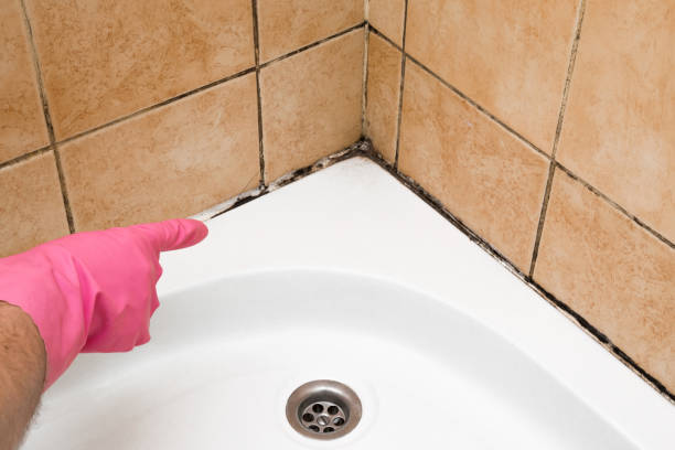 Best Mold Damage Repair  in Lynwood, CA