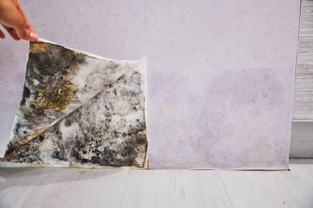 Best Mold Removal Process  in Lynwood, CA